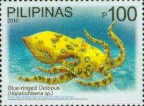Greater Blue-ringed Octopus (Hapalochlaena lunulata)