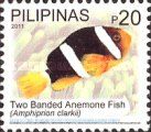 Two Banded Anemone Fish (Amphiprion clarkii)