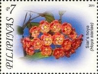 Siar's Hoya