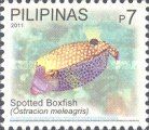 White-spotted Boxfish (Ostracion meleagris)