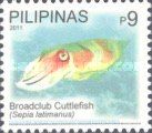 Broadclub Cuttlefish (Sepia latimanus)