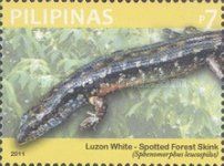 Luzon White-Spotted Forest Skink (Sphenomorphus leucospilos)