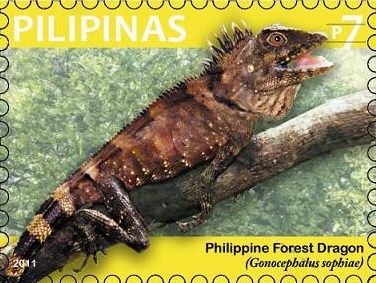 Negros Forest Dragon (Gonocephalus sophiae)
