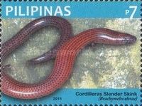 Common Short-legged Skink (Brachymeles elerae)