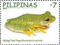 Harlequin Tree Frog (Rhacophorus pardalis)