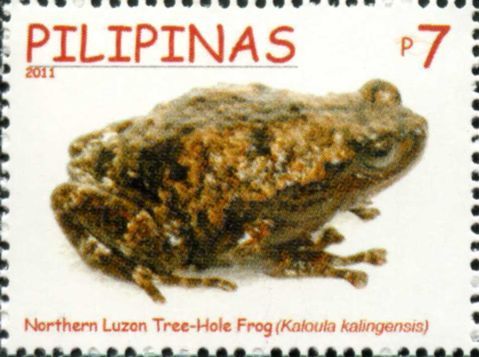 Kalinga Narrowmouth Toad (Kaloula kalingensis)