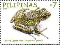 Taylor's Igorot Frog (Sanguirana igorota)
