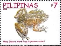 Mary's Frog (Ingerana mariae)