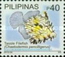 Tassle Filefish (Chaetodermis penicilligerus)