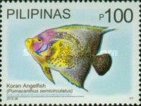 Koran Angelfish (Pomacanthus semicirculatus)