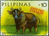 Tamaraw (Bubalus mindorensis)