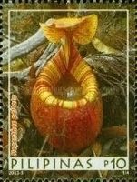 Nepenthes peltata