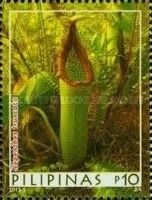 Nepenthes truncata
