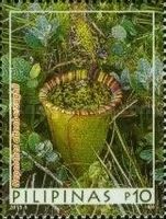 Nepenthes attenboroughii