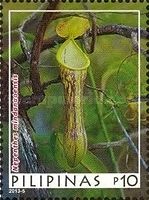 Nepenthes mindanaoensis