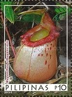 Nepenthes sibuyanensis