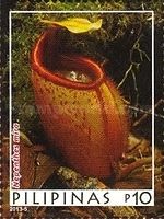 Nepenthes mira