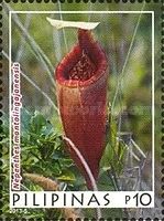 Nepenthes mentalingajanensis