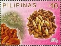 Pili (Pili Nut)