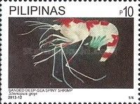 Red-banded Stenopus Shrimp (Stenopus goyi)