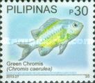 Green Chromis (Chromis viridis)