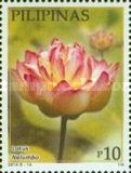 Lotus (Nelumbo)