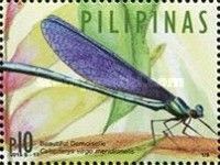 Beautiful Demoiselle (Calopteryx virgo meridionalis)