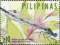 Blue Featherleg (Platycnemis pennipes)