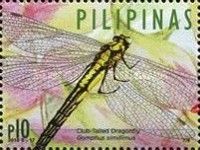 Yellow Club-tailed Dragonfly (Gomphus simillimus)