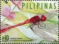Ruddy Darter (Sympetrum sanguineum)