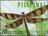 Halloween Pennant (Celithemis eponina)