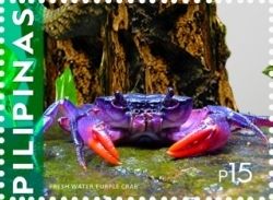 Freshwater Purple Crab