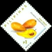 Egg Fruit (Pouteria campechiana) Chesa