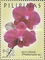 Moth Orchid (Phalaenopsis sp.)