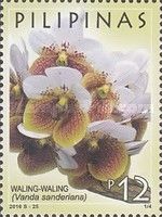 Waling Waling (Vanda sanderiana)