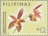 Deer Antler Moth Orchid (Phalaenopsis cornu-cervi)