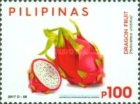 Dragon Fruit (Selenicereus undatus)
