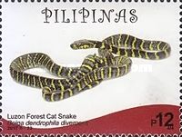 Boiga dendrophila