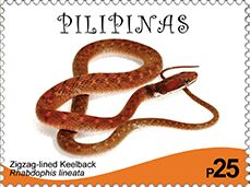 Rhabdophis lineatus