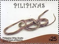 Dryophiops philippina