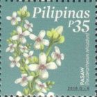 Pasaw (Pseuderanthemum reticulatum)