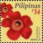 Rafflesia (Rafflesia)
