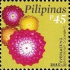 Everlasting (Helichrysum bracteatum)