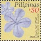 Blue Plumbago (Plumbago auriculata)