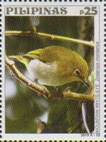 Mountain White-eye (Zosterops montanus)