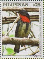 Fire-breasted Flowerpecker (Dicaeum ignipectus)