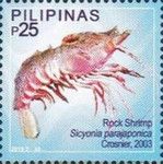 Rock Shrimp (Sicyonia parajaponica)