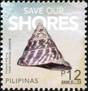 Save Our Shores: Banded Trochus Snail