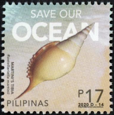 Save Our Ocean: Martini's Tibia (Rostellariella martinii)