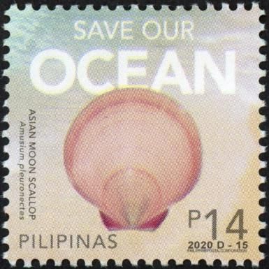 Save Our Ocean: Asian Moon Scallop